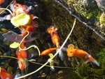 金魚の群れ