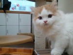 オッドアイの子猫です。