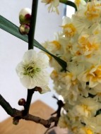 開花◎