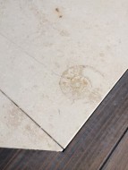 化石が！