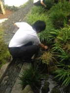 水草取りに夢中